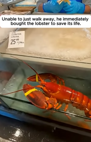 T1904006_He Saved A Giant Lobster From The Fish Market ( PART 2)