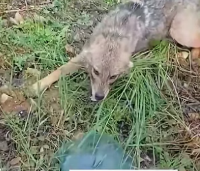 S2104001_The man rescue coyote ( PART 2)