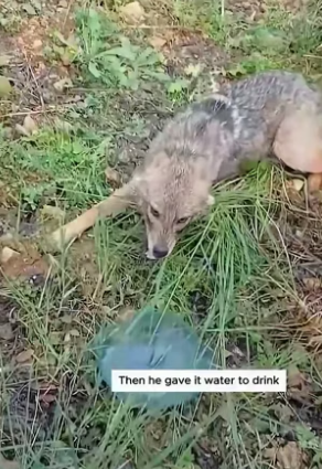 S2104001_The man rescue coyote ( PART 2)