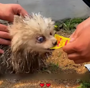 S2104003_The man rescues poor dog from landfill ( PART 2)