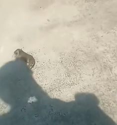 B2104001_��#poordog #dog #doglover #dogsoftiktok #dogs_part2