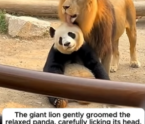 T1904005_The Unlikely Friendship Of A Lion And A Panda ❤️ #shorts_part2