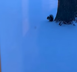 T1904002_A Wild Squirrel And Her Kitten Are Now Inseparable � #shorts_part2