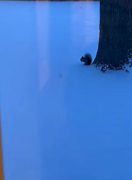T1904002_A Wild Squirrel And Her Kitten Are Now Inseparable � #shorts_part2