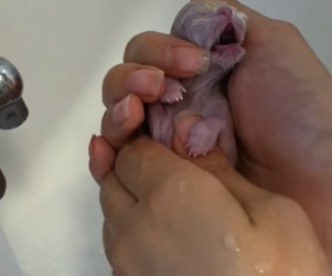 B2104005_The newly born kitten has stopped breathing, but I didn’t give up,and then…( PART 2)