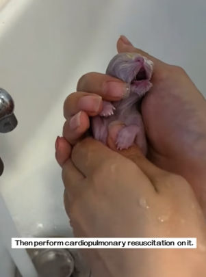 B2104005_The newly born kitten has stopped breathing, but I didn’t give up,and then…( PART 2)