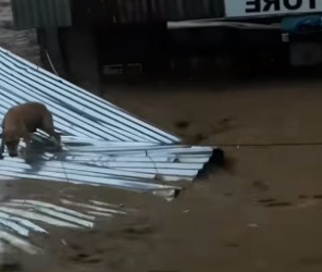 B2104006_A dog was swept away by the flood,I rescued him, and then…❤️( PART 2)