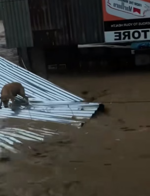 B2104006_A dog was swept away by the flood,I rescued him, and then…❤️( PART 2)