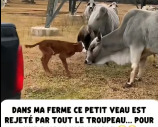 P2104004_Dans ma ferme ce petit veau est  rejeté par tout le troupeau… pour  une raison incroyable ��( PARTIE 2)