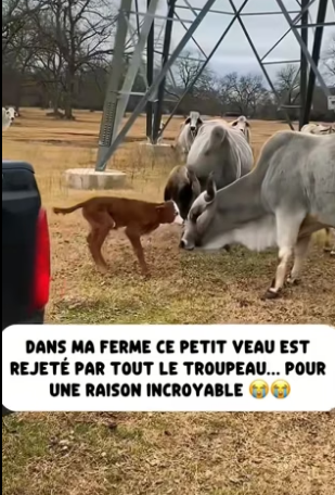 P2104004_Dans ma ferme ce petit veau est  rejeté par tout le troupeau… pour  une raison incroyable ��( PARTIE 2)