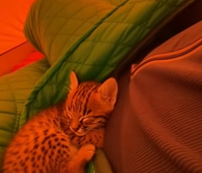 P2104002_Un bébé lynx entre dans ma tente  en pleine nuit… ��et je m’attendais  Pas à ça …( PARTIE 2)