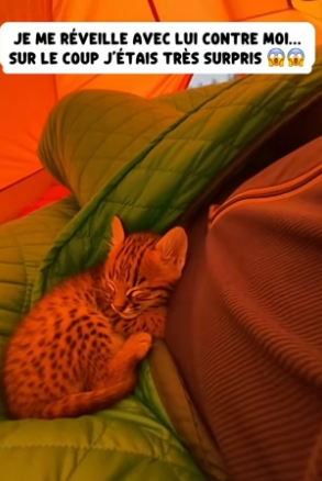 P2104002_Un bébé lynx entre dans ma tente  en pleine nuit… ��et je m’attendais  Pas à ça …( PARTIE 2)