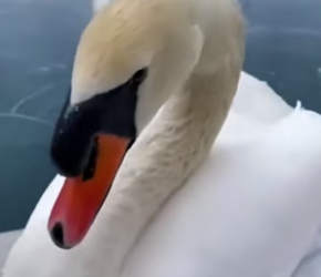 P2104003_Un cygne tente de libérer son  ami piégé sous la glace ��( PARTIE 2)