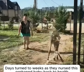 B2104001_A kind family rescued a baby moose trapped in their wooden fence and then…( PART 2)