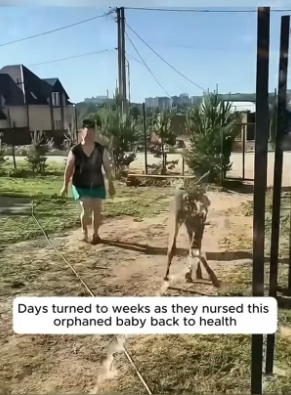 B2104001_A kind family rescued a baby moose trapped in their wooden fence and then…( PART 2)