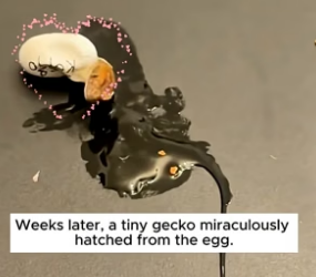 B2104003_This woman found an abandoned egg on the ground and then something magical happened ( PART 2)