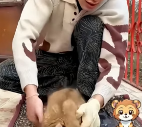 B2104004_This family found a lonely lion cub in their yard and raised him with love ( PART 2)
