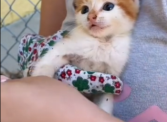 B0104001 I found a stray kitten in my yard. Seeing how pitiful he looked, I decided to adopt him❤️( Part 2)