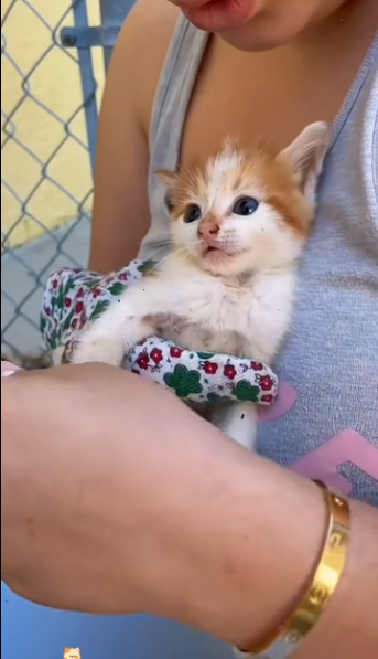 B0104001 I found a stray kitten in my yard. Seeing how pitiful he looked, I decided to adopt him❤️( Part 2)