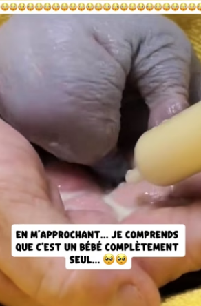 P2104010_Mon chien est revenu avec cette créature étrange ( PARTIE 2)