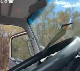 B2204004_When a bird sought help from humans ( PART 2)