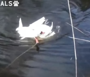 B2204003_Rescuing two swans ( PART 2)