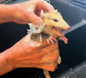 B2104005_This family rescued a baby opossum trapped inside their AC unit and adopted it ( PART 2)