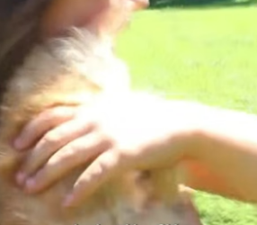S2204004_This family found a stray kitten and brought it home ( PART 2)