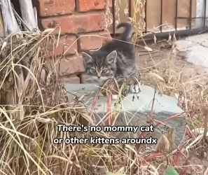 S2204003_Girl found a cute stray kitten on the road and brought it home ( PART 2)