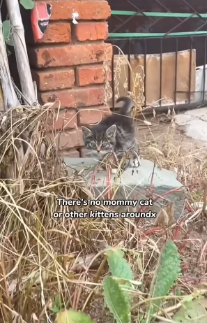 S2204003_Girl found a cute stray kitten on the road and brought it home ( PART 2)