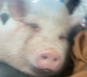S2204001_Man picked up a pig on the highway and brought it home ( PART 2)
