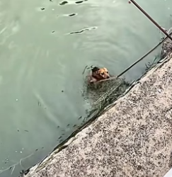 D2004012_There is a dog that fell into a ditch; that is really unfortunate. I tried to rescue it��.( PART 2)