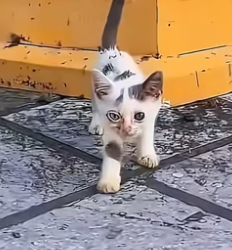 D2204002_Poor little kitten.( PART 2)