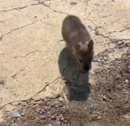B2104007_I found a homeless puppy.He followed me as soon as I left,so I decided to adopt this adorable little ( PART 2)