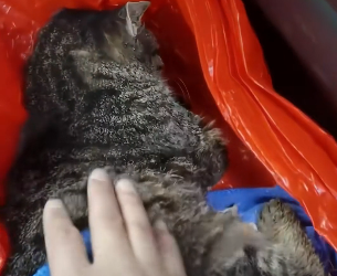 K0304011 I rescued a kitten stuck on the glue trap ( Part 2)