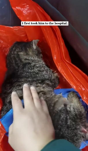 K0304011 I rescued a kitten stuck on the glue trap ( Part 2)
