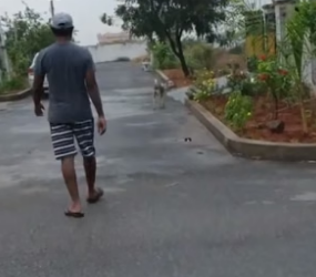 B2204012_This mother dog turned to the man to ask for help ( PART 2)