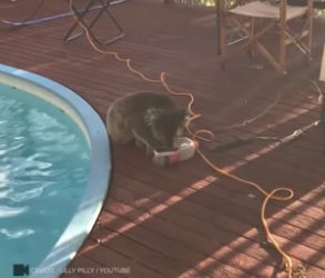 B2204010_This koala did something that amazed the lady ( PART 2)