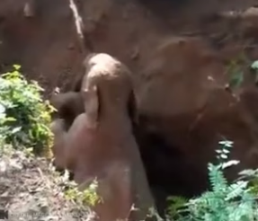 B2204009_This elephant was crying until locals came and began rescuing ( PART 2)