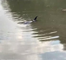 B2204007_The man found a baby dolphin in distress and sprang into action ( PART 2)