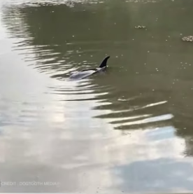 B2204007_The man found a baby dolphin in distress and sprang into action ( PART 2)