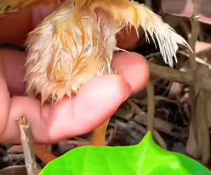 S0304001 Poor chick (Part 2)