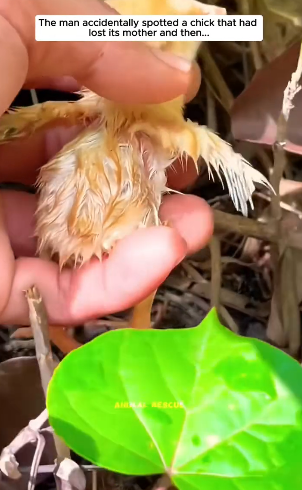 S0304001 Poor chick (Part 2)