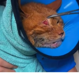 P2304002_Je découvre un pauvre chat  abandonné dans une poubelle � Et ce que je découvre ensuite est terrifi (PARTIE 2)