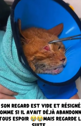 P2304002_Je découvre un pauvre chat  abandonné dans une poubelle � Et ce que je découvre ensuite est terrifi (PARTIE 2)