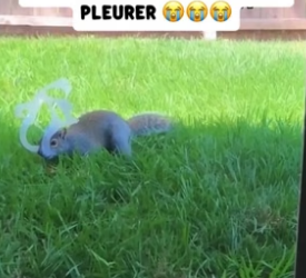 P2304006_Je pensais juste aider un  animal mais ce qu’il a fait  pour me remercier m’a fait  pleurer ��� (PARTIE 2)