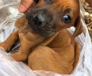 S2204006_Man found a weak puppy in the trash can ( PART 2)