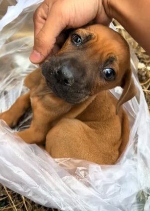 S2204006_Man found a weak puppy in the trash can ( PART 2)