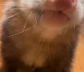 S2204005_Girl found an opossum in her garden and adopted it ( PART 2)