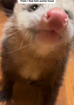 S2204005_Girl found an opossum in her garden and adopted it ( PART 2)